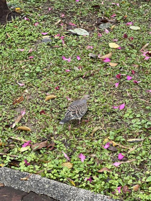 金背鳩(台灣亞種)