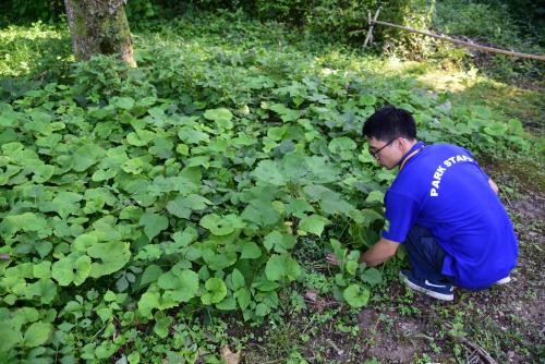 日本田野調查