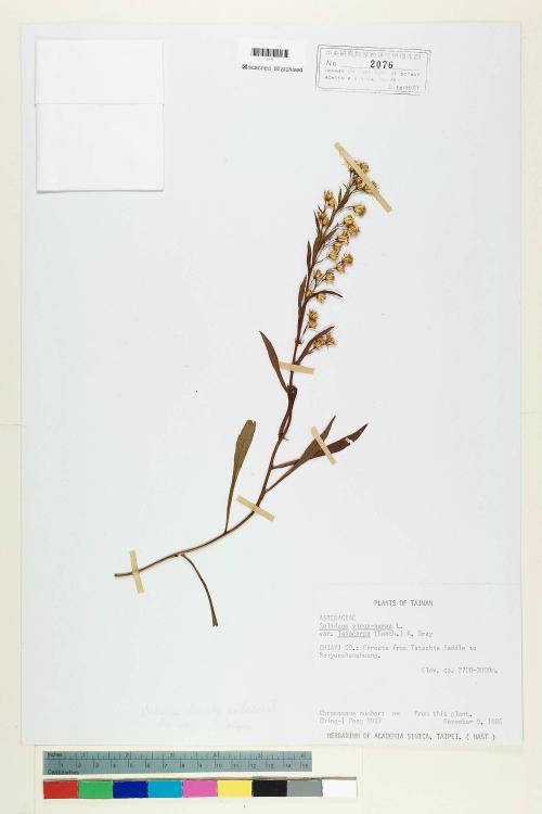 Solidago virgaurea L. var. leiocarpa (Benth.) A. Gray_標本_BRCM 6766