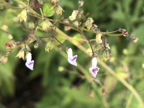 香茶菜