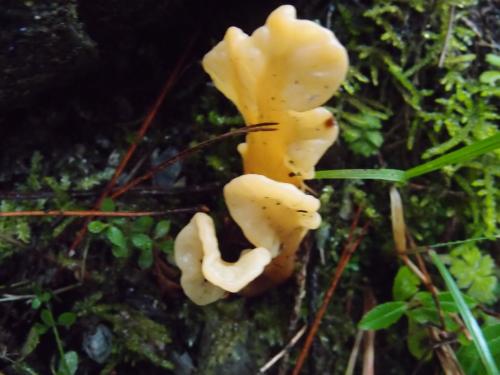 Spathularia velutipes(絨柄地匙菌)