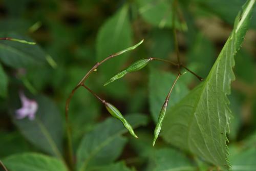 棣慕華鳳仙花