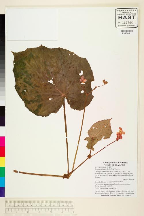 Begonia siamensis標本_BRCM 2087