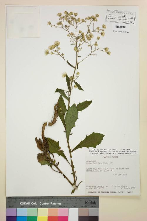 Blumea laciniata (Roxb.) DC._標本_BRCM 4858
