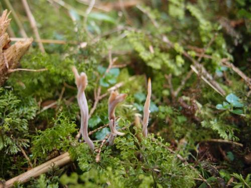 Clavulina amethystinoides(淡紫灰瑚菌)