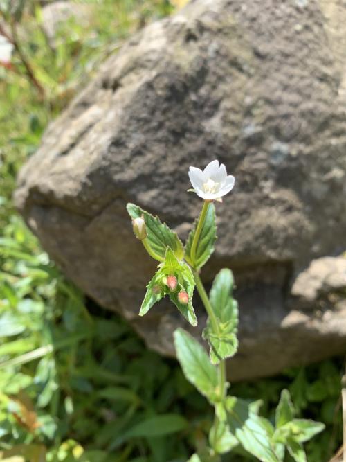 黑龍江柳葉菜