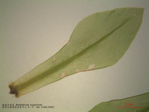 Rhodobryum giganteum (Schwägr.) Paris 暖地大葉苔 顯微照