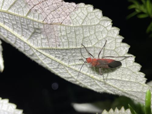 大紅姬緣蝽