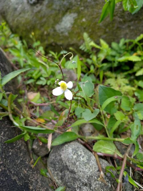 魚腥草