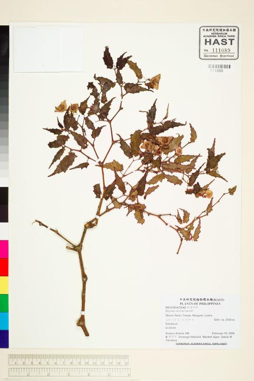 Begonia merrittii標本_BRCM 1940