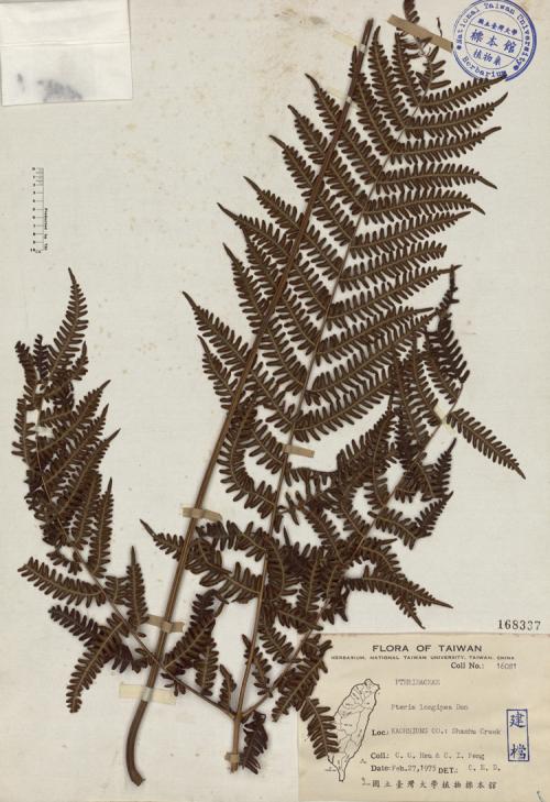 Pteris longipes Don_標本_BRCM 3990