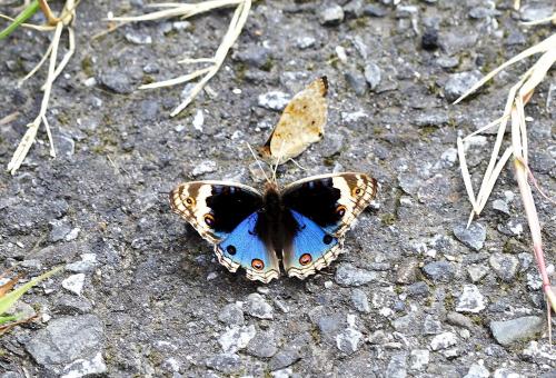 20090926_347130_Junonia orithya_a.jpg