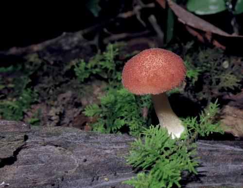 Tricholomopsis flammula(火紅擬口蘑)