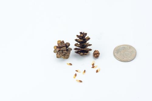 臺灣鐵杉毬果與種子