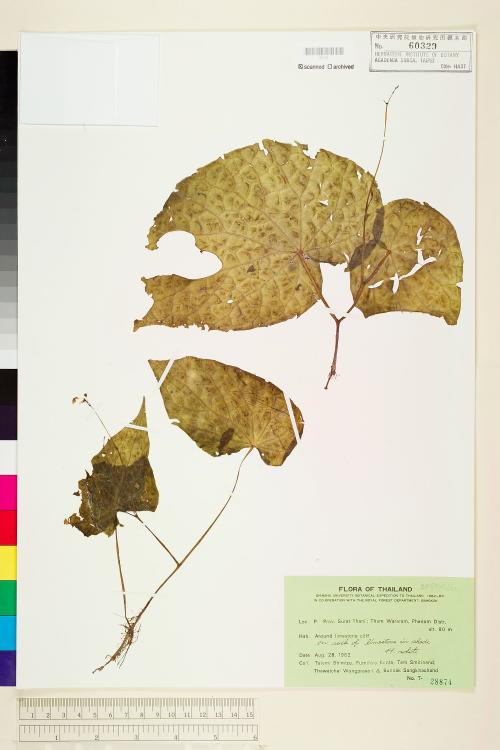 Begonia integrifolia標本_BRCM 1321