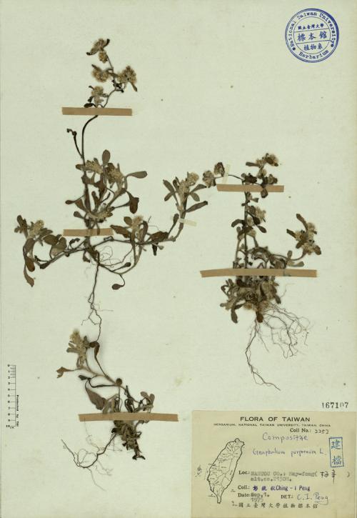 Gnaphalium purpureum L._標本_BRCM 3860