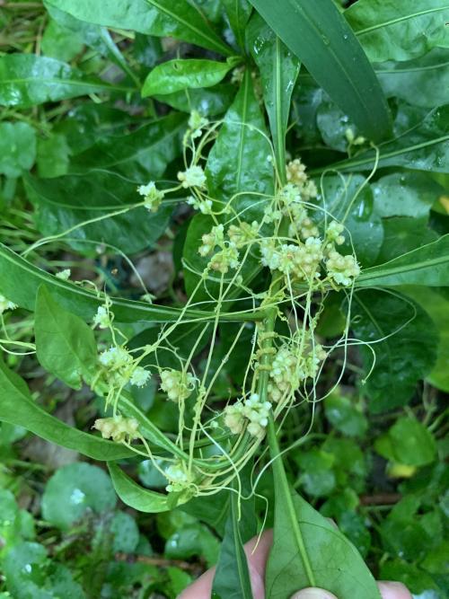 田野菟絲子