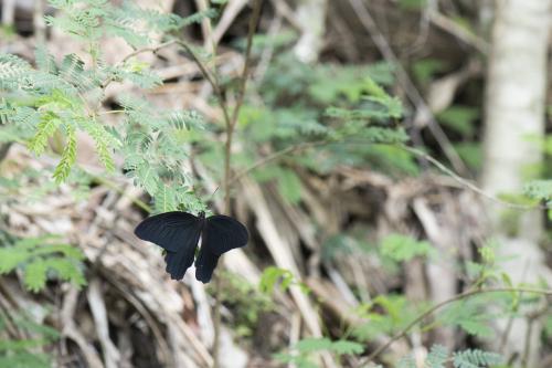 黑鳳蝶 (指名亞種)