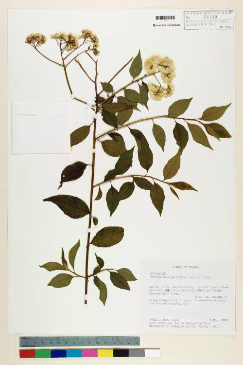 Microglossa pyrifolia (Lam.) Kuntze_標本_BRCM 7364
