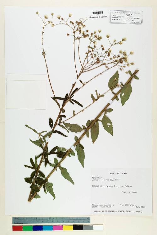 Vernonia cinerea (L.) Less._標本_BRCM 5125