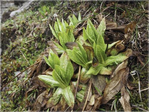 玉山櫻草