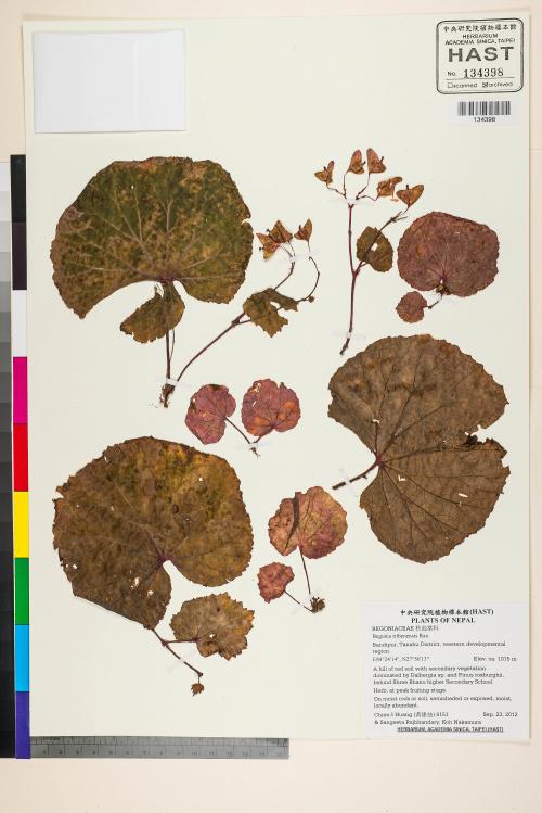 Begonia tribenensis標本_BRCM 2700