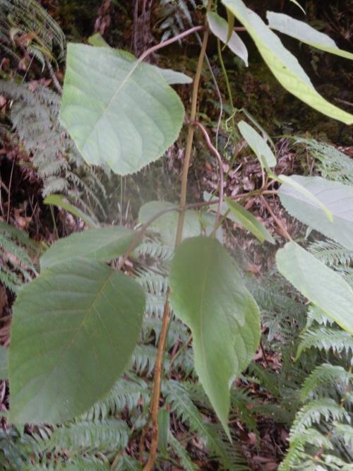 高山藤繡球