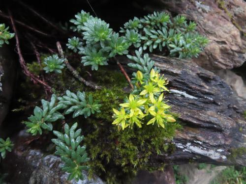 高山佛甲草