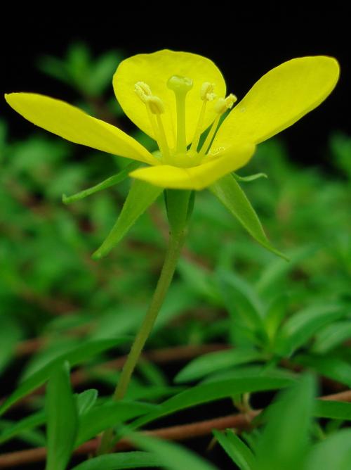 Ludwigia arcuata_BRCM 3425