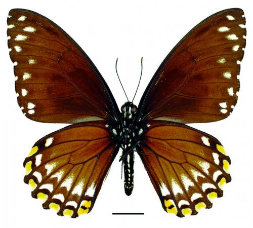 Papilio clytia Linnaeus, 1758 (f. clytia) (f. clytia) 大斑鳳蝶(寡紋型)