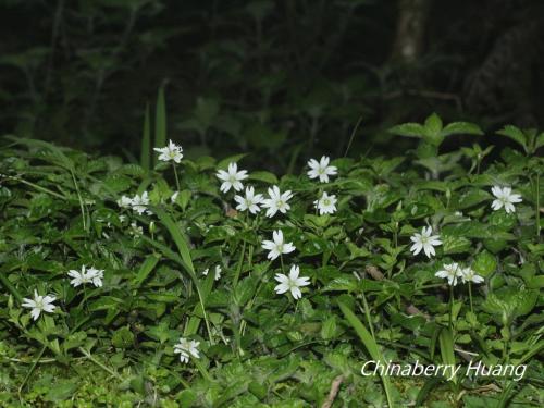 阿里山繁縷