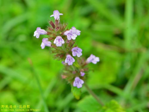 風輪菜