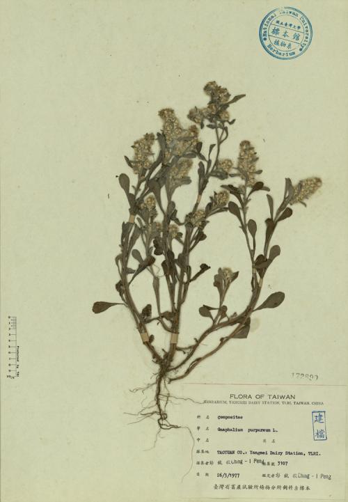 Gnaphalium purpureum L._標本_BRCM 4377