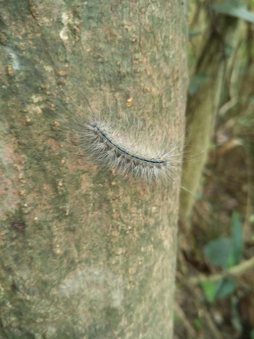 閃光苔蛾