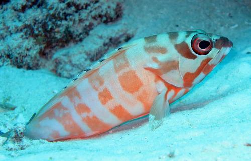 Epinephelus fasciatus 橫帶(赤)石斑魚