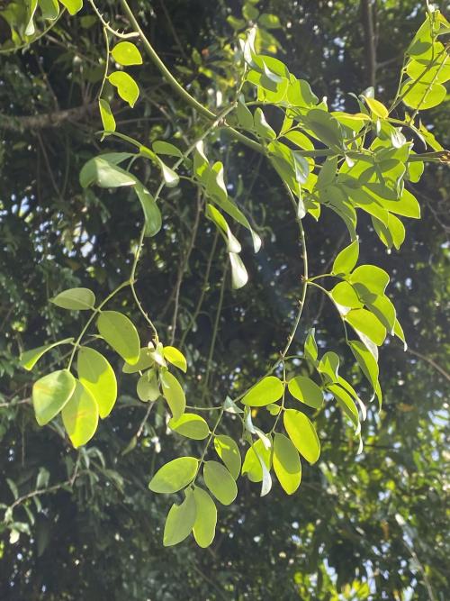 華南雲實