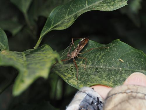 白斑素獵椿象 (六刺素獵椿象)