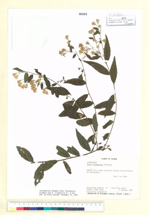 Aster leiophyllus Fr. & Sav._標本_BRCM 5319