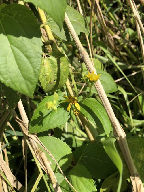 雙花蟛蜞菊