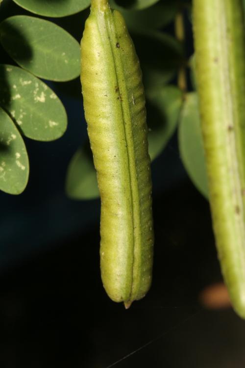 澎湖決明Tai4-Leguminosae(Fabaceae)豆科-x屬-Cassia sophora var. penghuana-IMG_1720
