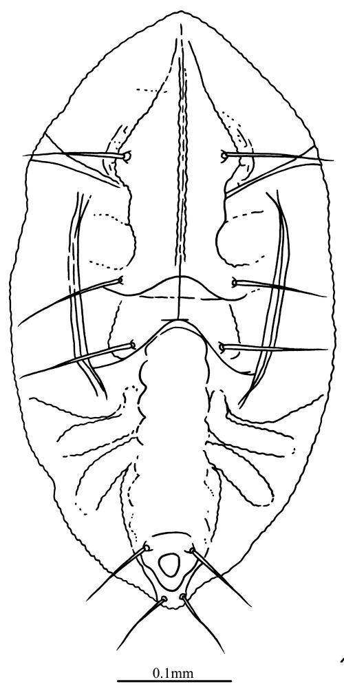 Aleurotrachelus tuberculatus  Singh, 1933  瘤摺粉蝨
