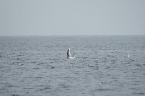 長吻飛旋海豚