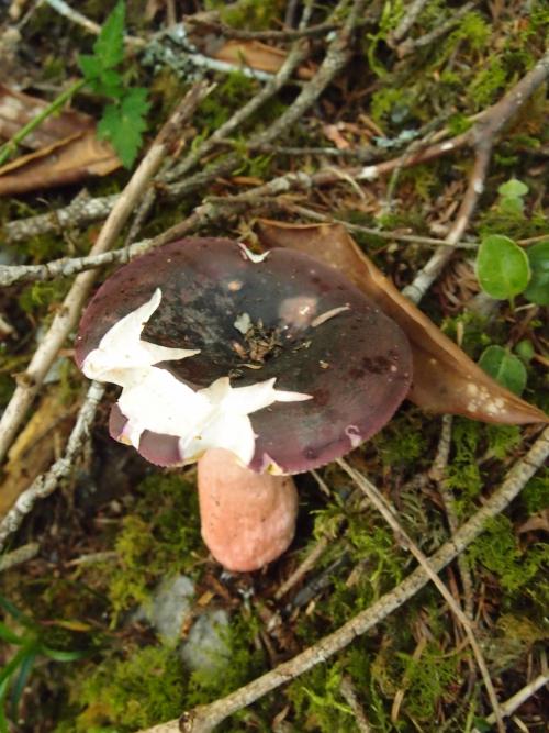 Russula olivacea(青黃紅菇)