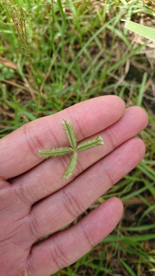 龍爪茅