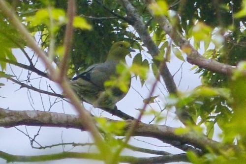 綠鳩(指名亞種)