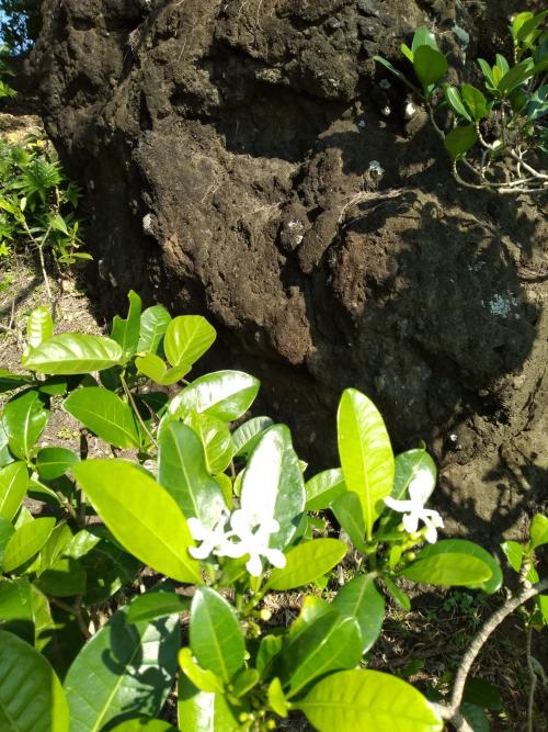 蘭嶼馬蹄花