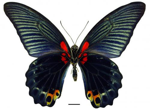 Papilio memnon agenor Linnaeus, 1768 大鳳蝶