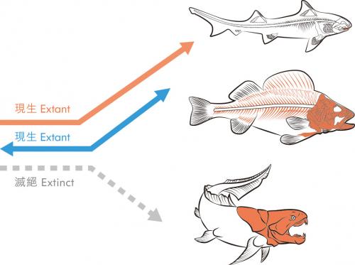 盾皮魚與現代魚類(橘色區塊為魚的硬骨骼或骨甲)