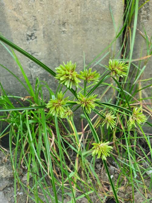 畫眉莎草 頭穗莎草 密穗莎草