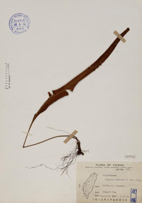 Lepisorus megasorus (C. Chr.) Ching_標本_BRCM 4052